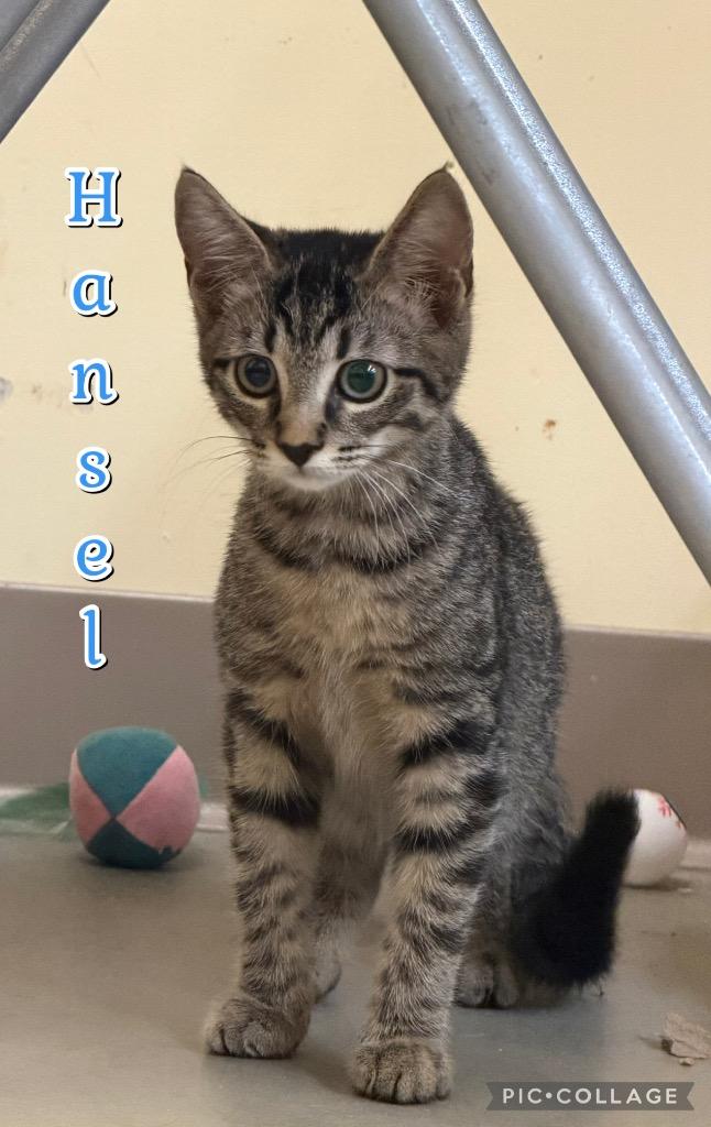 Hansel, a Adoptable mixed breed in Fort Oglethorpe, GA image 4/4