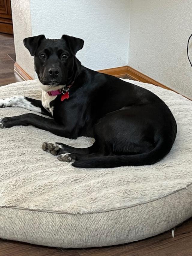 Addie, Adoptable, Adult Female Australian Cattle Dog / Blue Heeler.