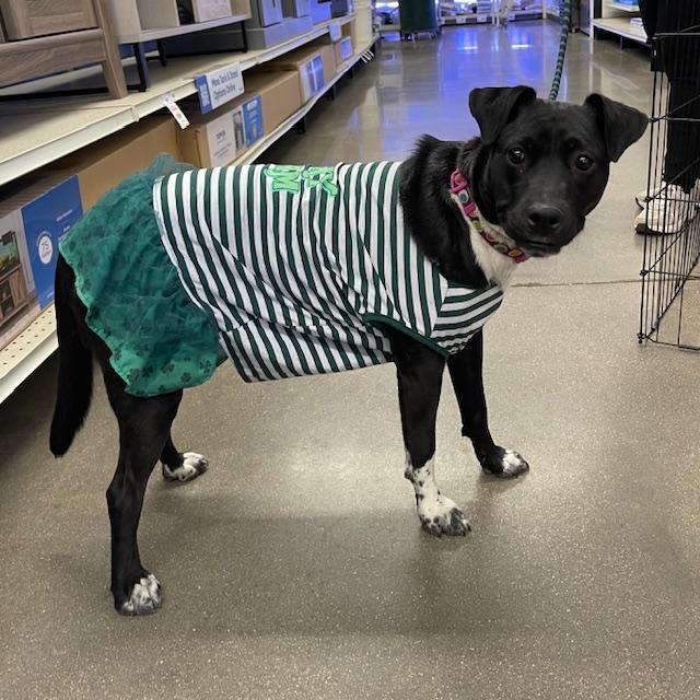 Addie, Adoptable, Adult Female Australian Cattle Dog / Blue Heeler.