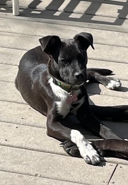 Addie, Adoptable, Young Female Australian Cattle Dog / Blue Heeler.