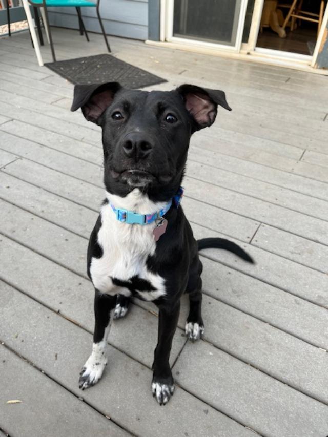 Enlarge Addie, a Adoptable mixed breed in Littleton, CO image 3/4