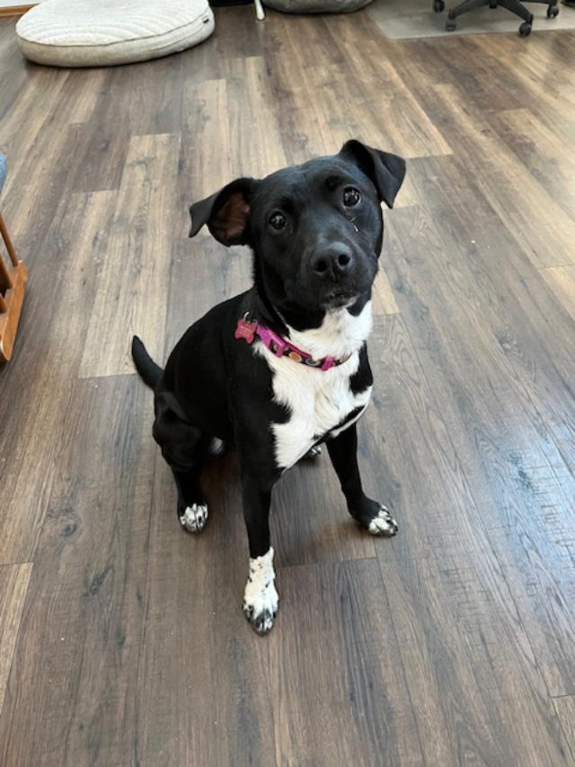 Enlarge Addie, a Adoptable mixed breed in Littleton, CO image 2/4