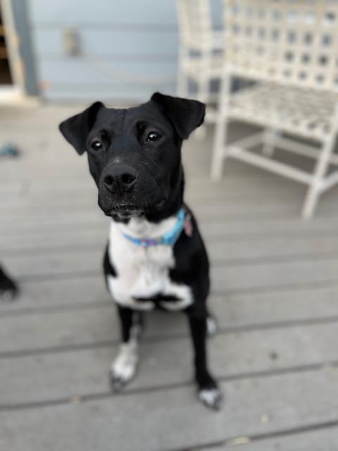 Addie, Adoptable, Young Female Australian Cattle Dog / Blue Heeler.