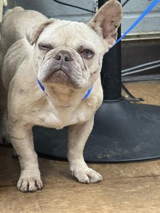 Enlarge Pookie, a Adoptable mixed breed in Madera, CA image 1/1