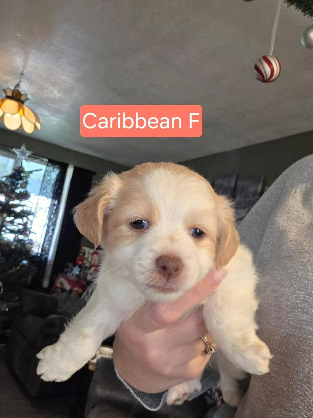 Caribbean , Adoptable, Puppy Female Poodle.