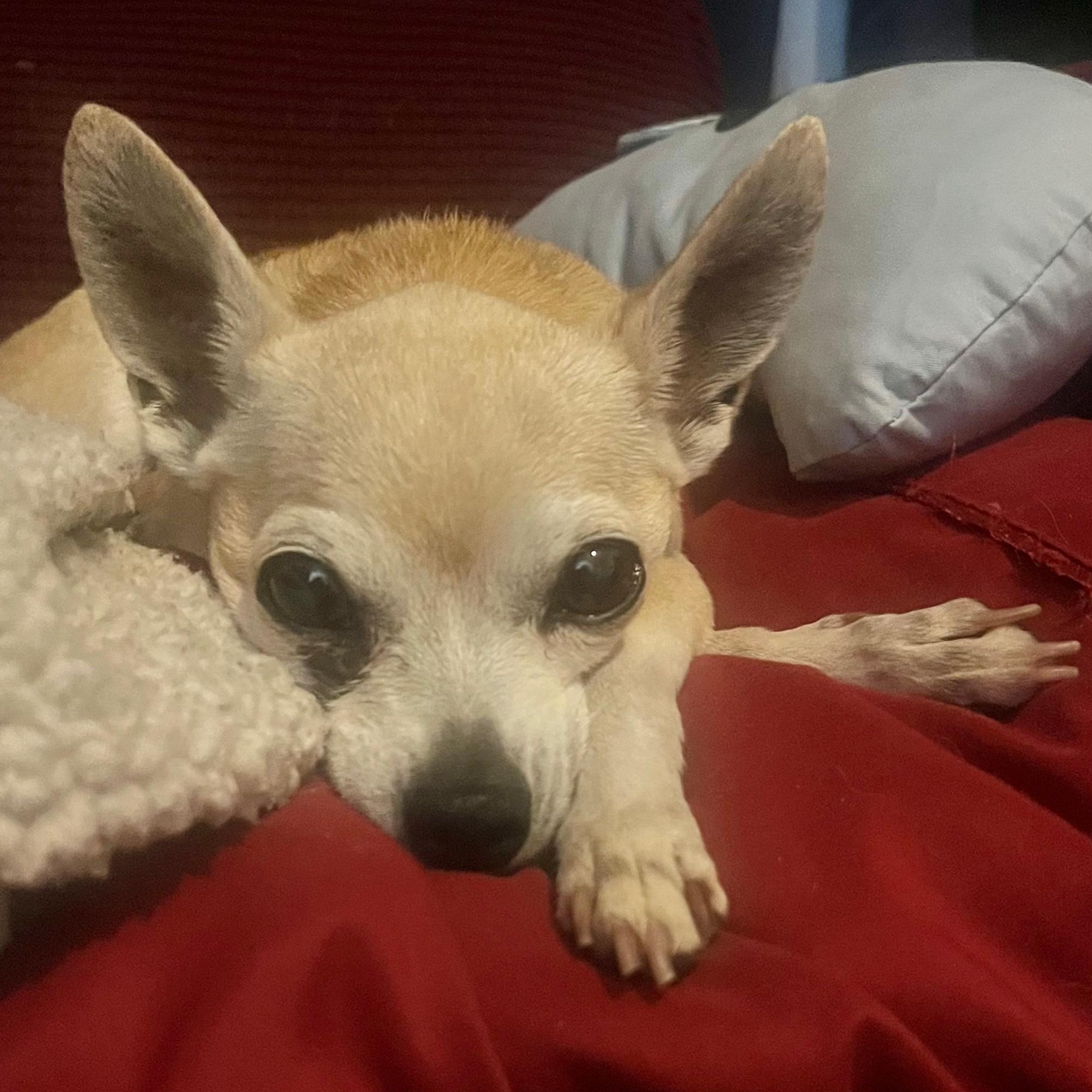 Enlarge Lucy, a Adopted Chihuahua in Orange Park, FL image 1/6