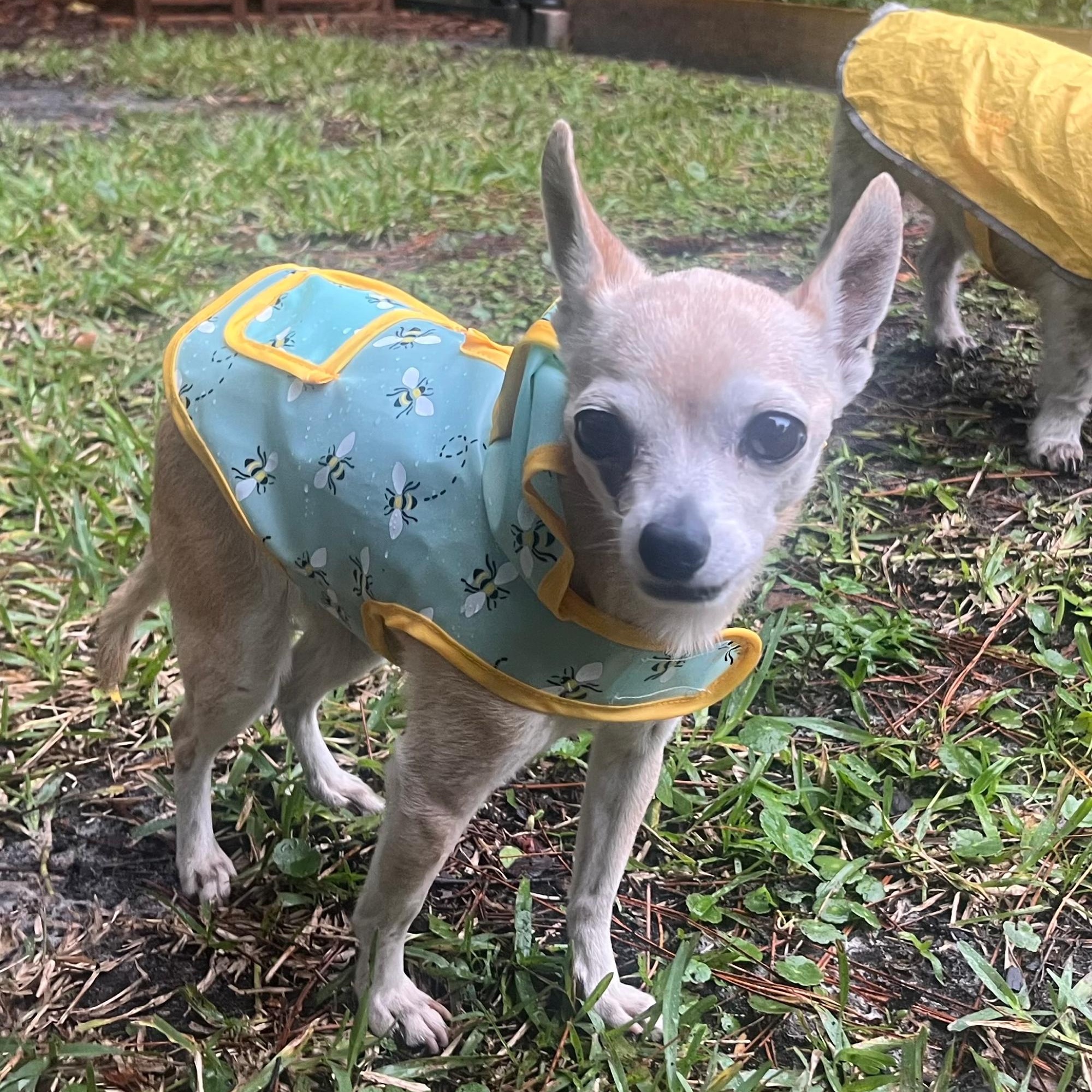 Enlarge Lucy, a Adopted Chihuahua in Orange Park, FL image 2/6