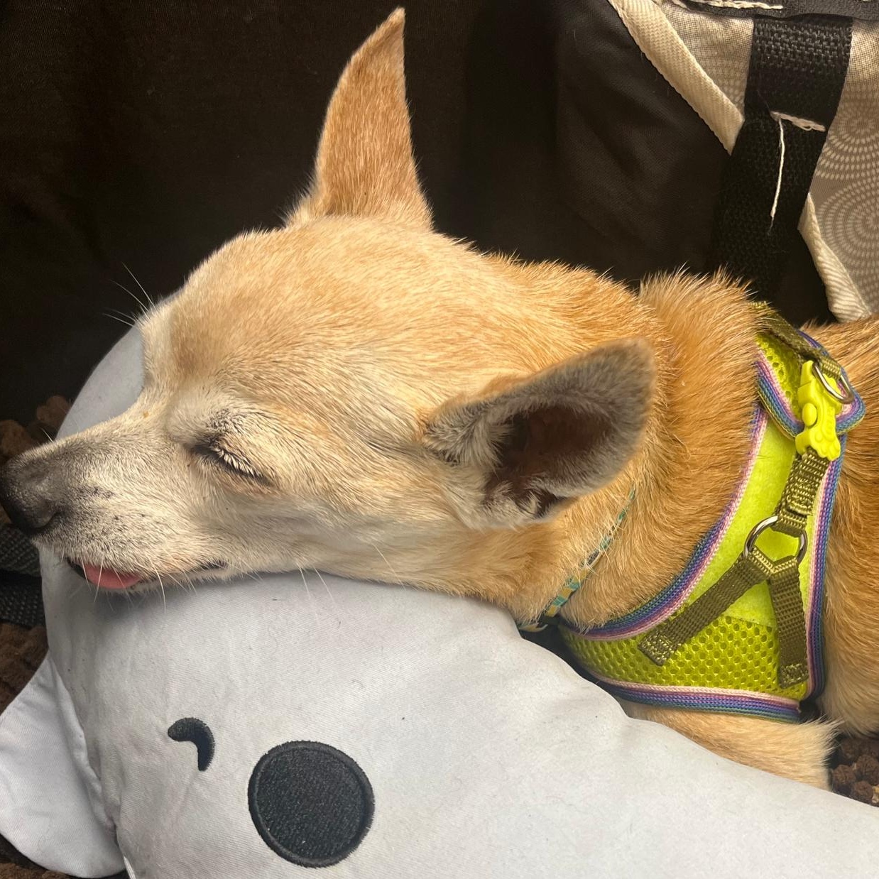 Enlarge Lucy, a Adopted Chihuahua in Orange Park, FL image 4/6