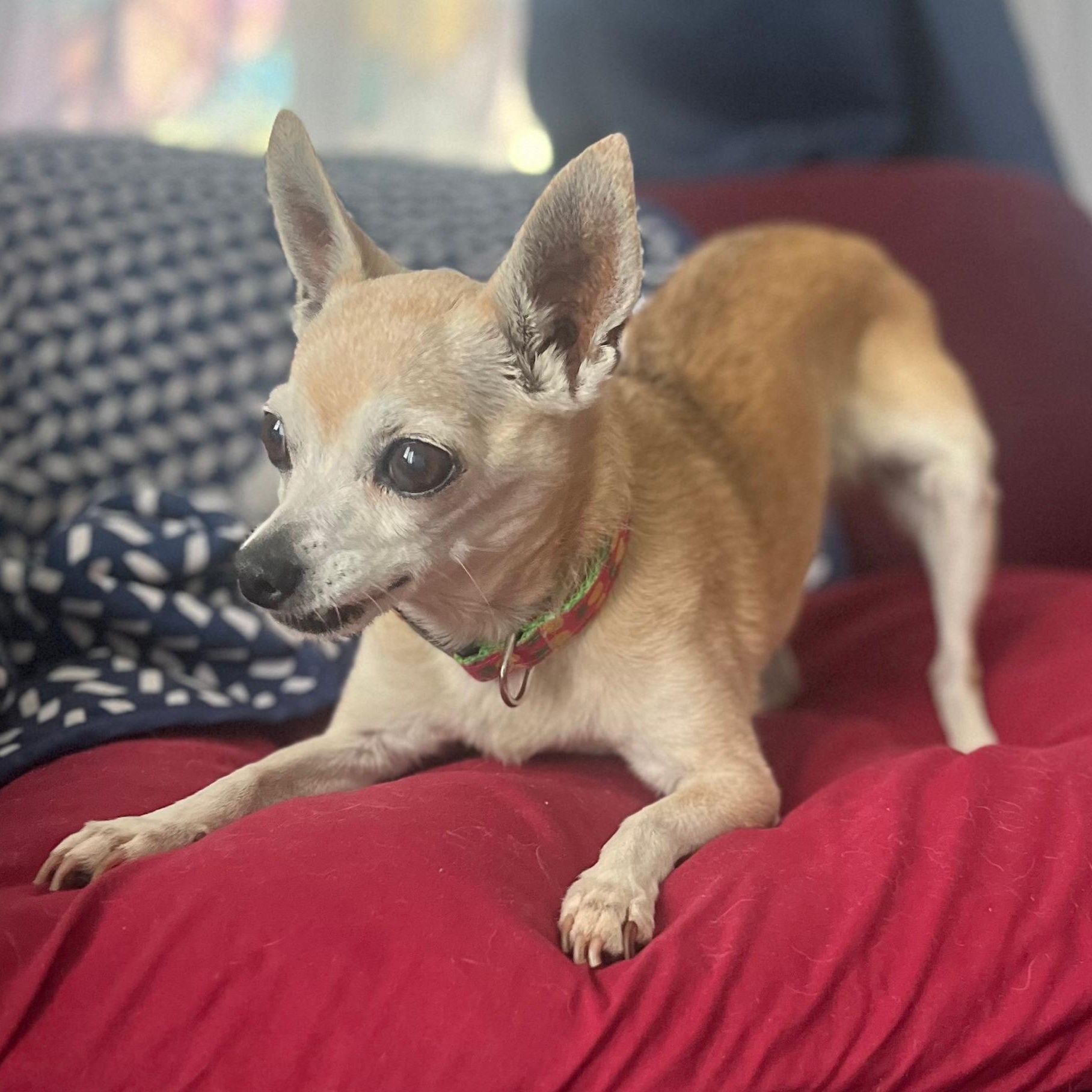 Enlarge Lucy, a Adopted Chihuahua in Orange Park, FL image 5/6