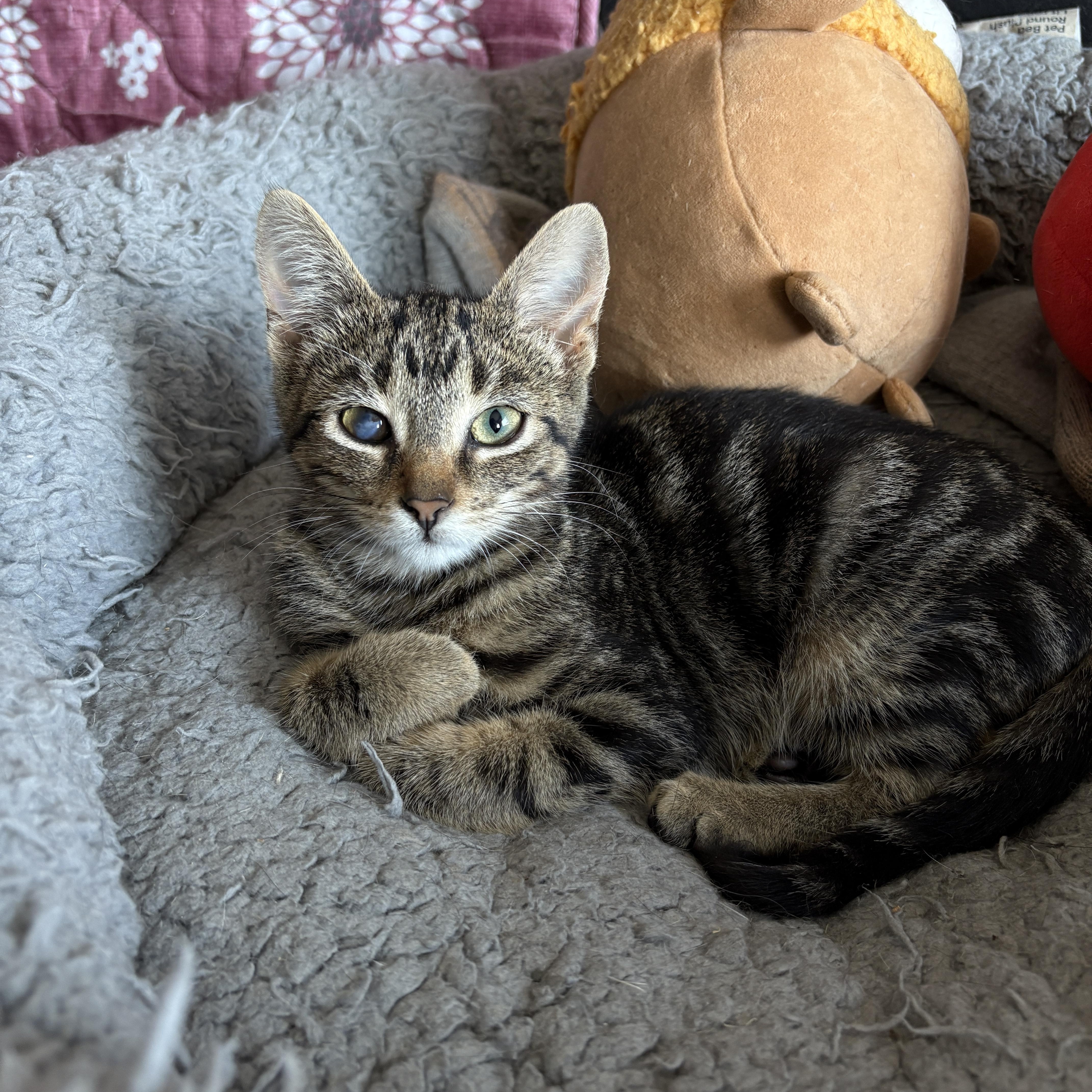 Harvey (m) 5mths old brown tabby