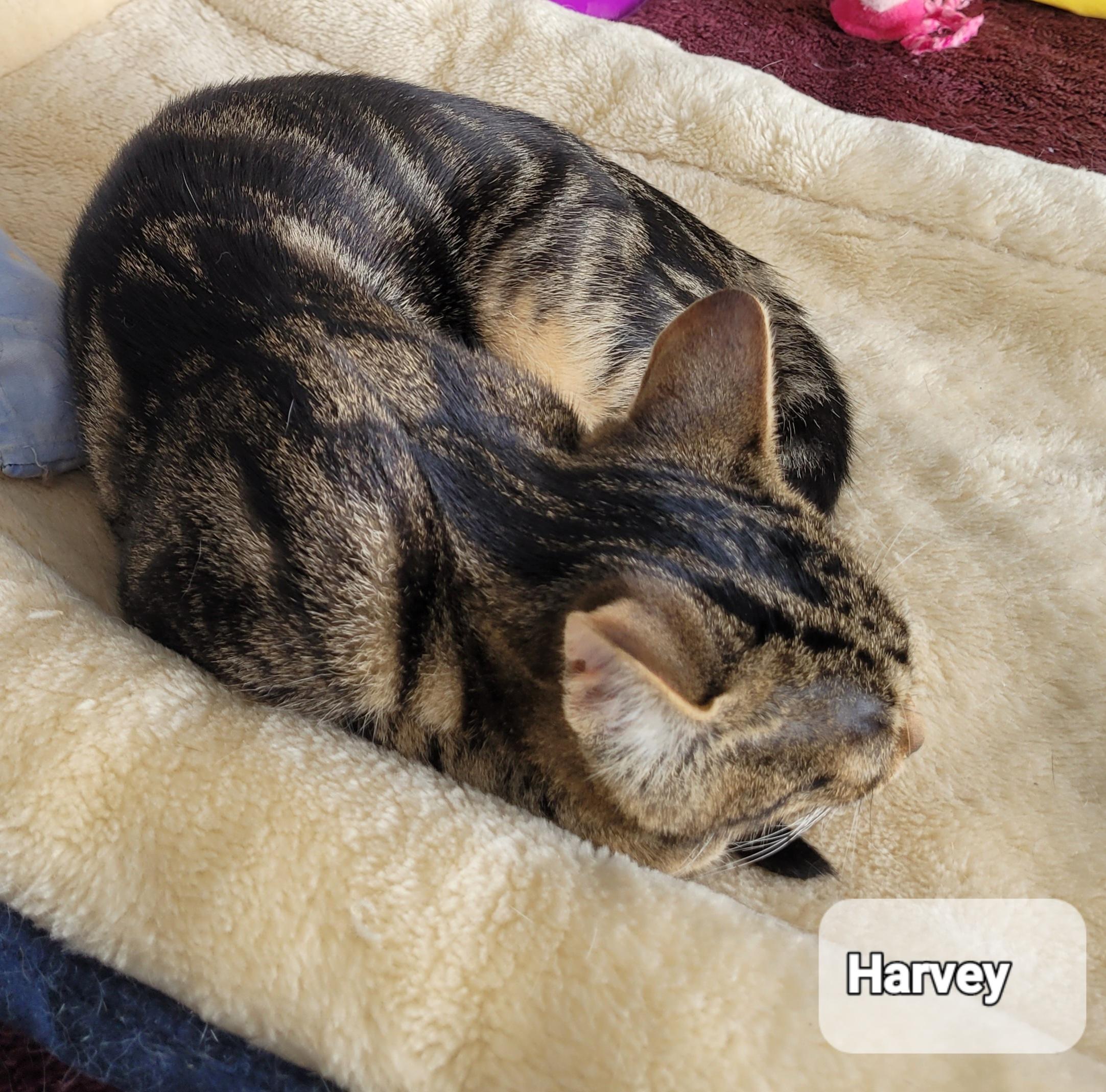 Harvey (m) 5mths old brown tabby