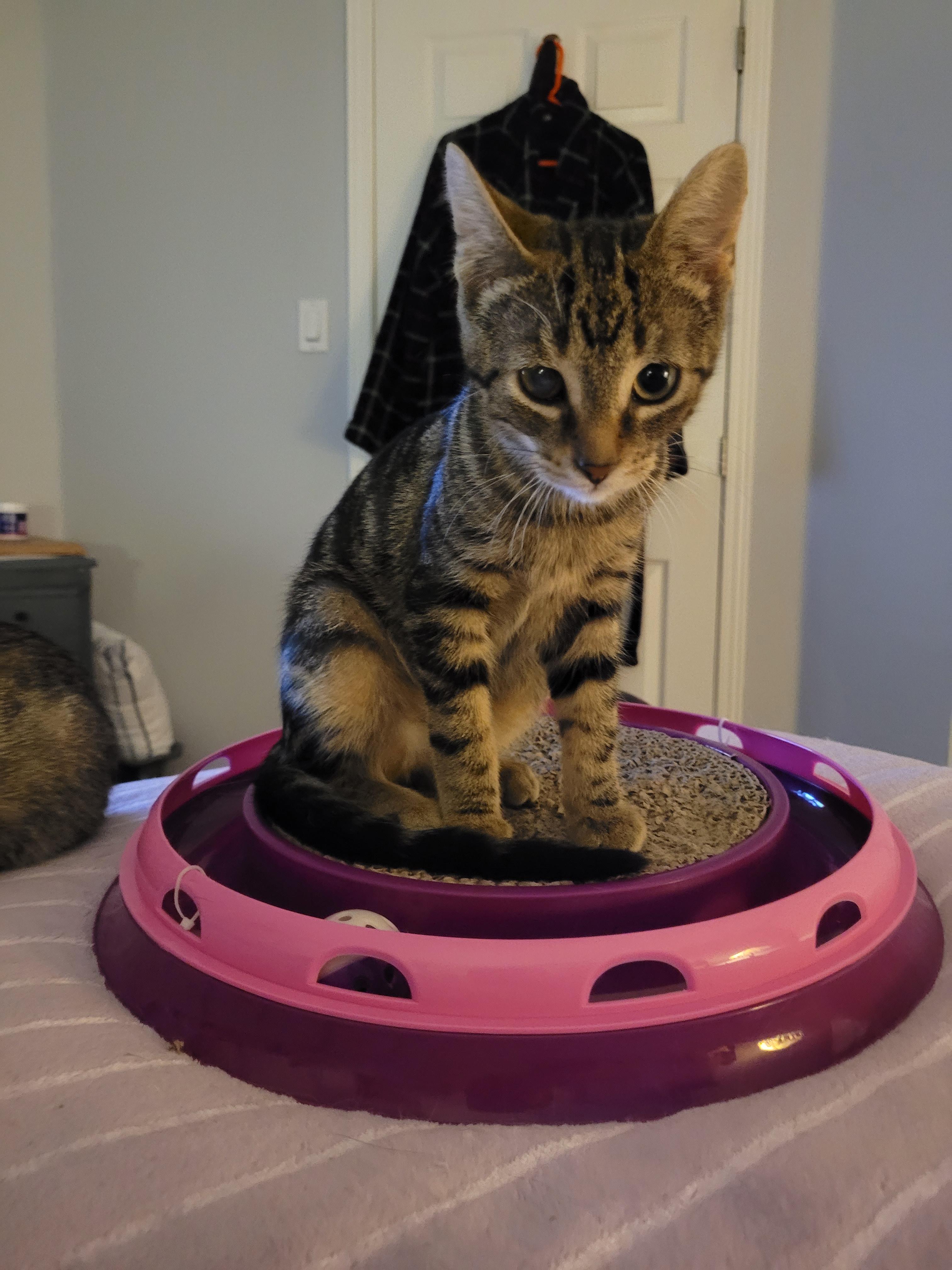 Harvey (m) 5mths old brown tabby