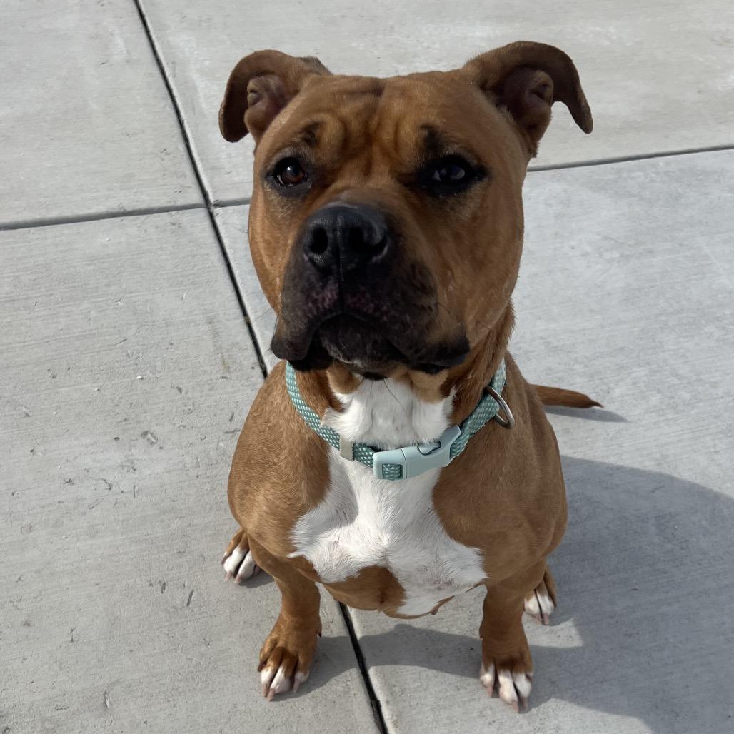 Enlarge Nala, a Adoptable Pit Bull Terrier in Harrisonburg, VA image 1/6