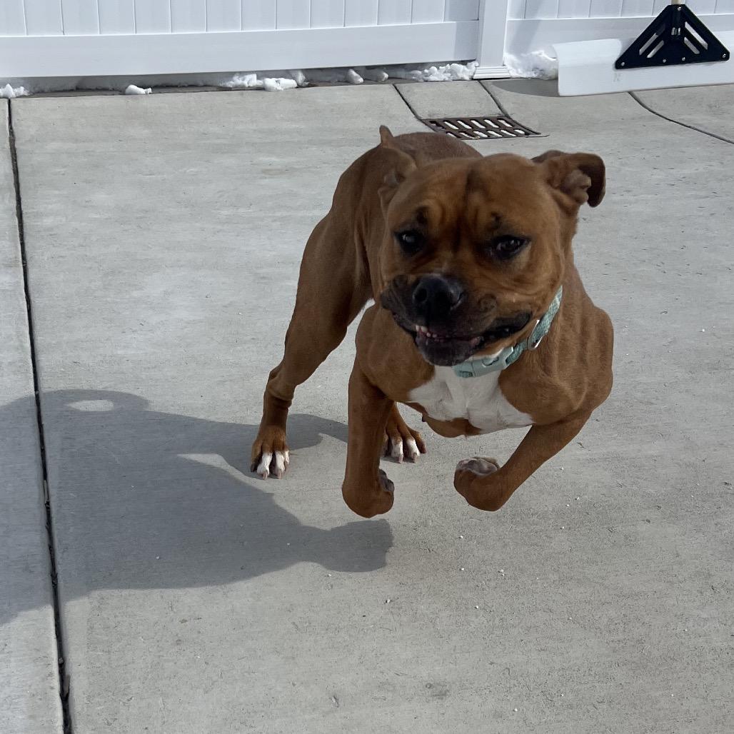 Nala, Adoptable, Young Female Pit Bull Terrier.
