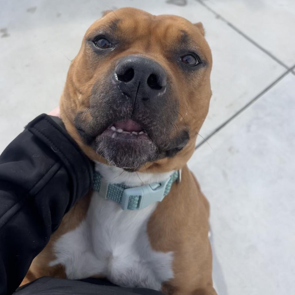 Enlarge Nala, a Adoptable Pit Bull Terrier in Harrisonburg, VA image 3/6