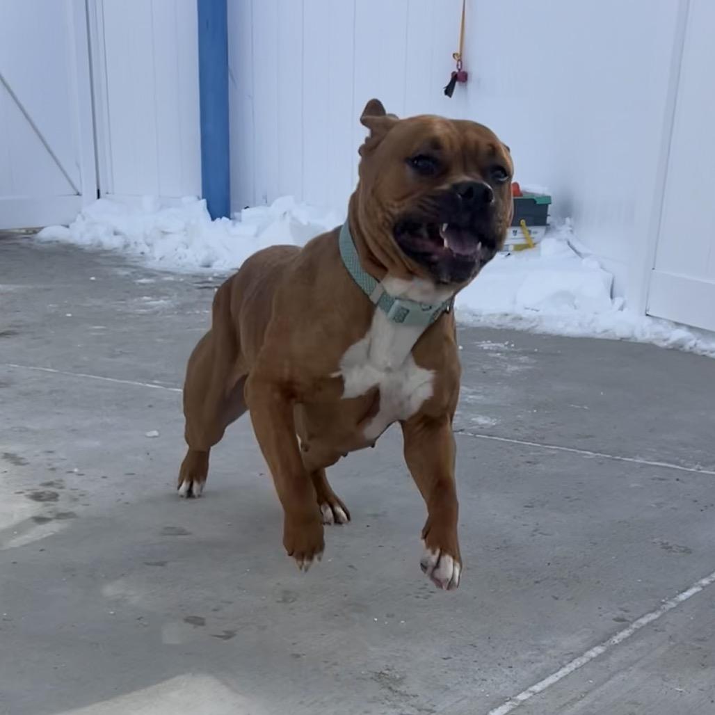 Enlarge Nala, a Adoptable Pit Bull Terrier in Harrisonburg, VA image 4/6