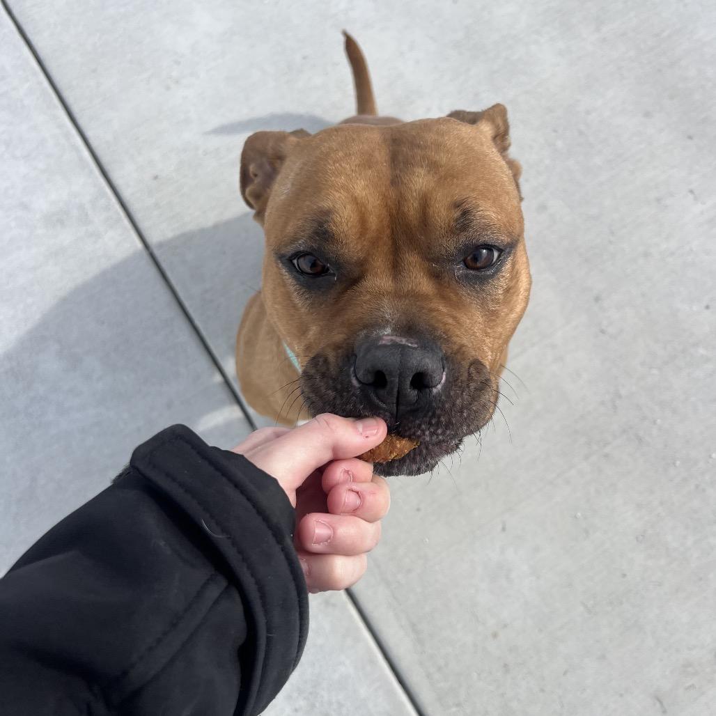 Enlarge Nala, a Adoptable Pit Bull Terrier in Harrisonburg, VA image 5/6