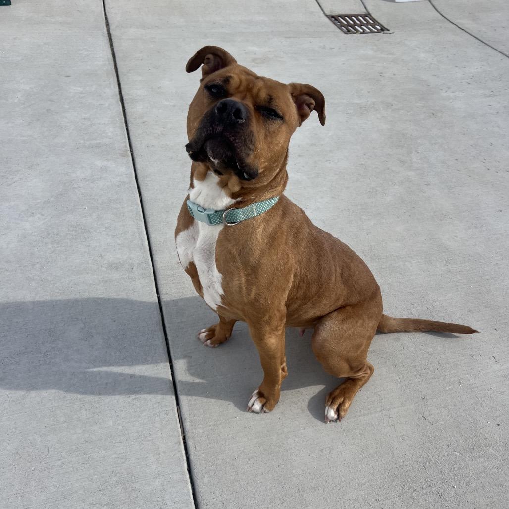 Enlarge Nala, a Adoptable Pit Bull Terrier in Harrisonburg, VA image 6/6