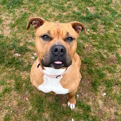 Enlarge Nala, a Adoptable Pit Bull Terrier in Harrisonburg, VA image 6/6