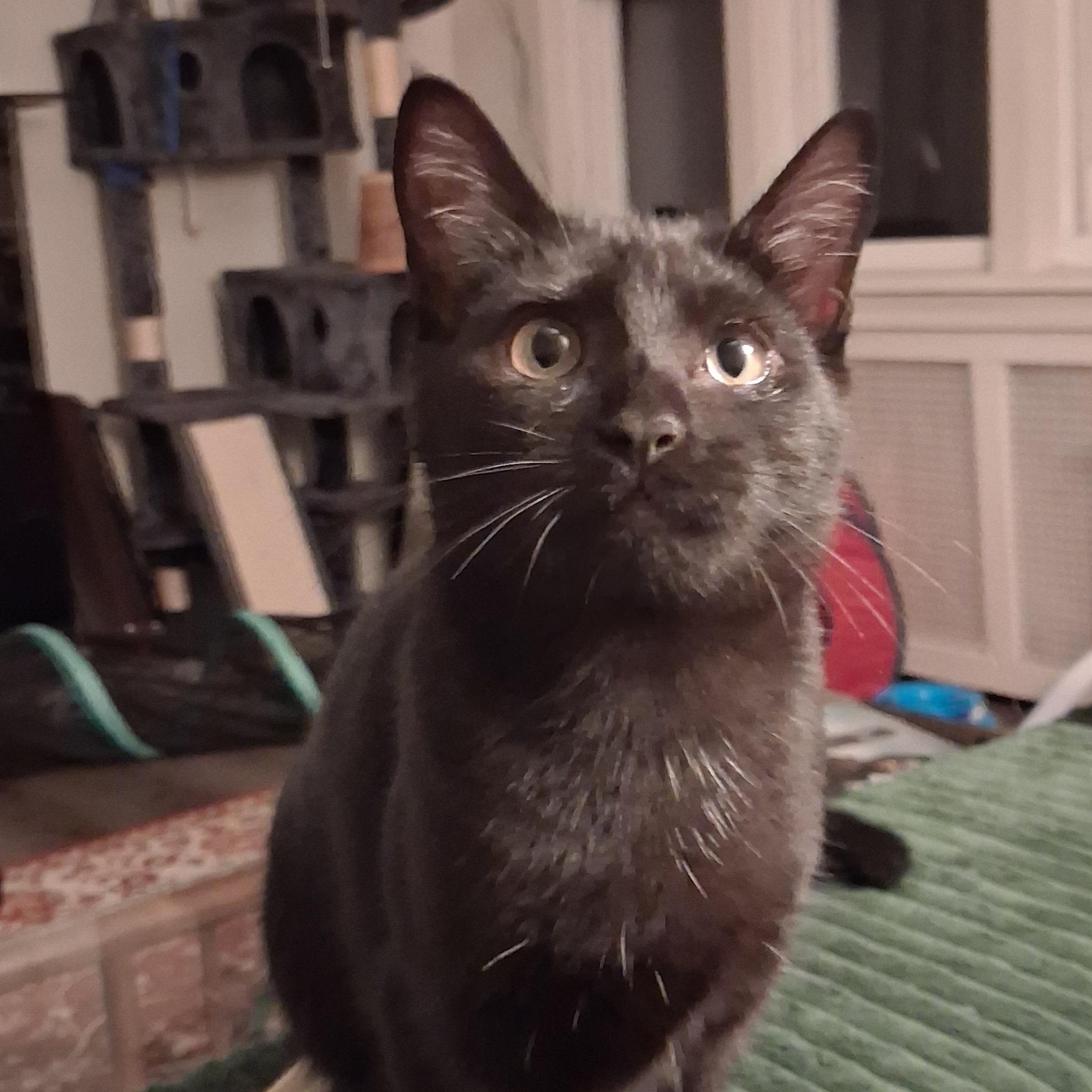 Enlarge Cassy, a Adoption Pending Domestic Short Hair in Pittsburgh, PA image 1/6