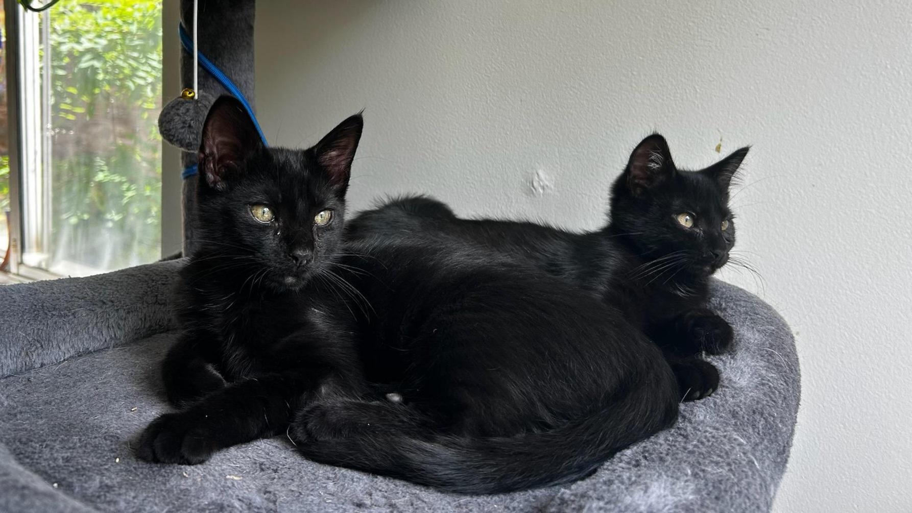 Enlarge Cassy, a Adoption Pending Domestic Short Hair in Pittsburgh, PA image 6/6