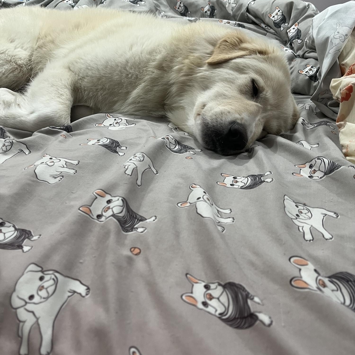 Benny pending adoption, an adopted Mixed Breed in Saskatoon, SK image 6/6