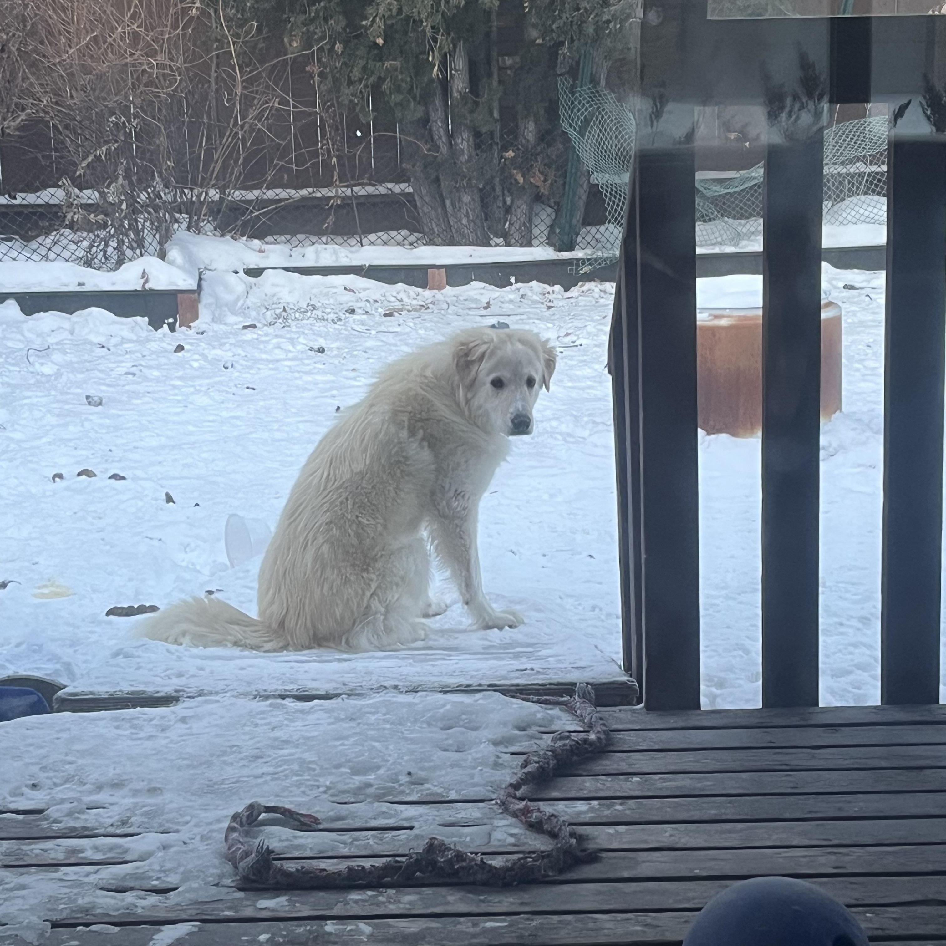 Benny pending adoption, an adopted Mixed Breed in Saskatoon, SK image 4/6