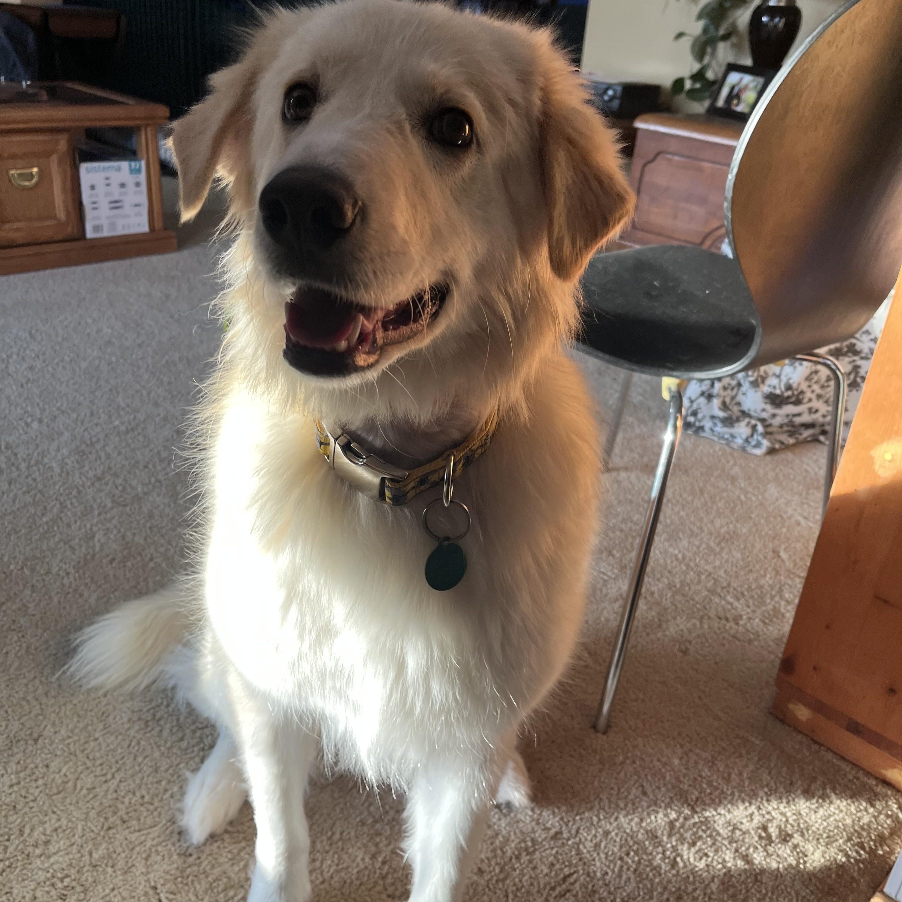 Benny pending adoption, an adopted Mixed Breed in Saskatoon, SK image 2/6