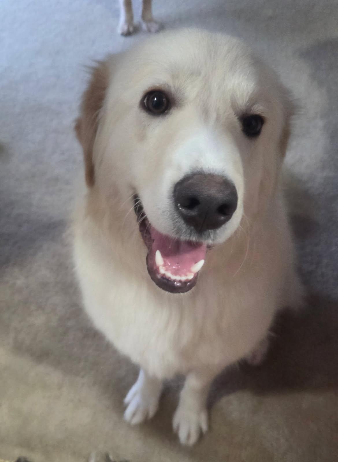 Benny pending adoption, an adopted Mixed Breed in Saskatoon, SK image 1/6