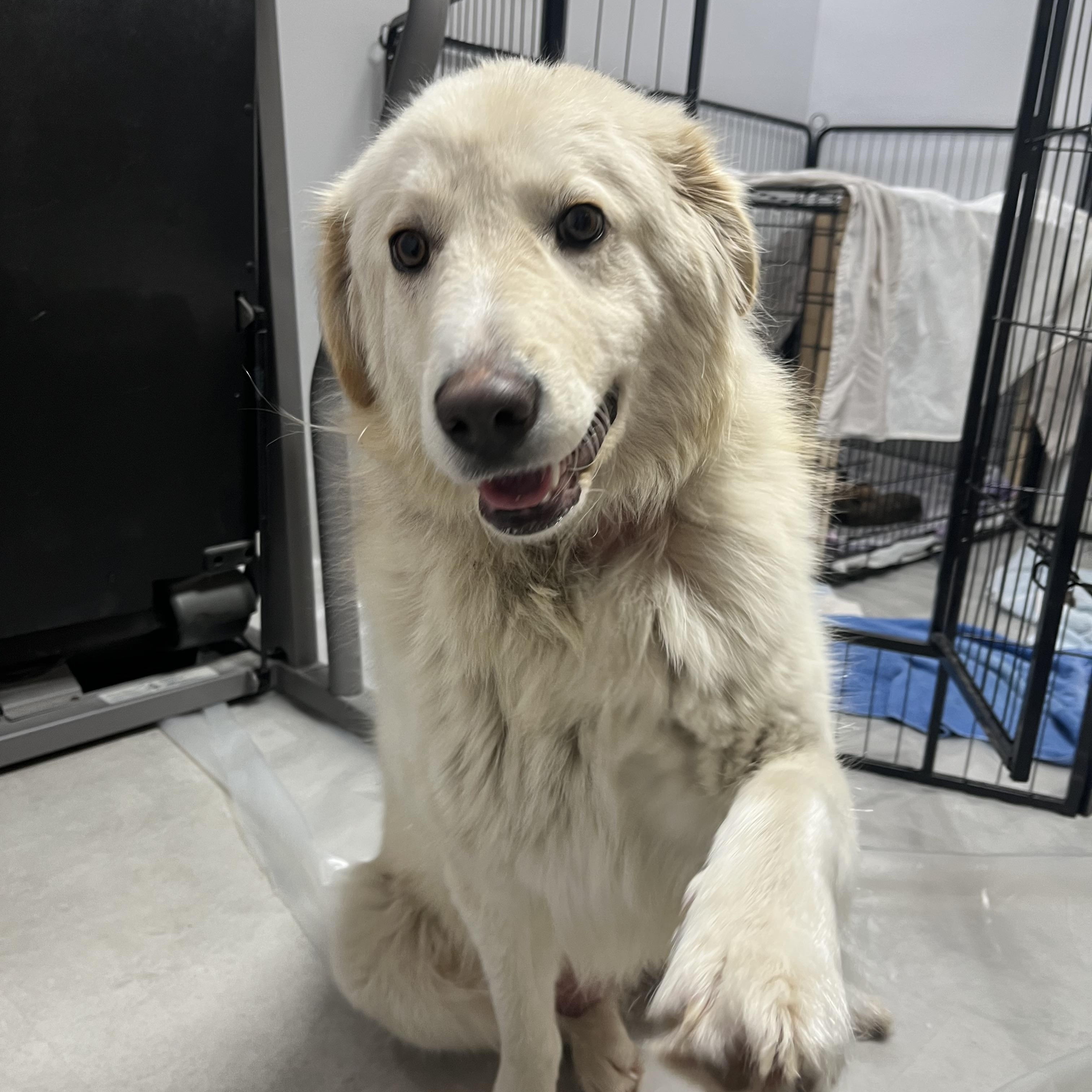 Benny pending adoption, an adopted Mixed Breed in Saskatoon, SK image 5/6