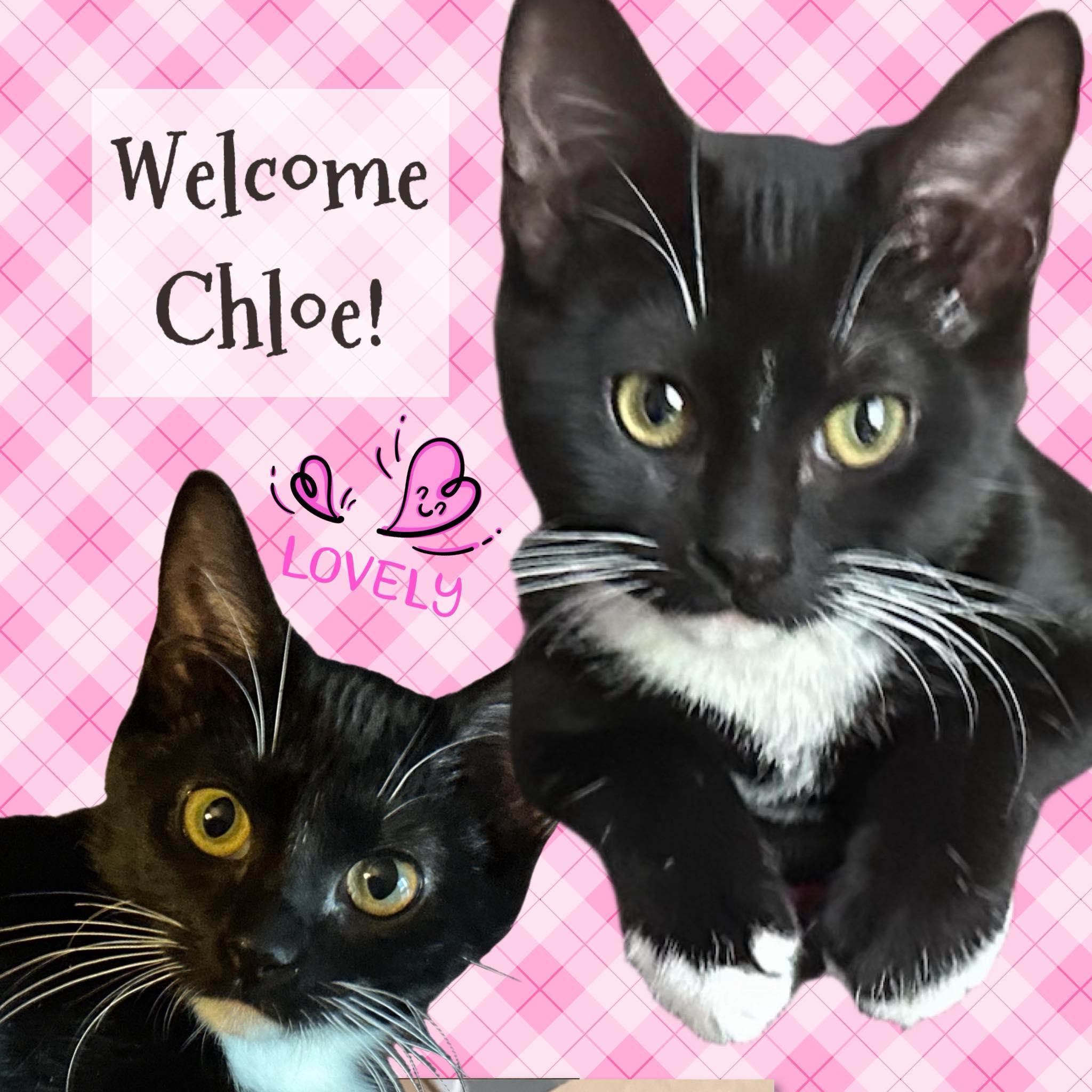 Enlarge Chloe, a Adoptable Tuxedo in Cincinnati, OH image 1/1