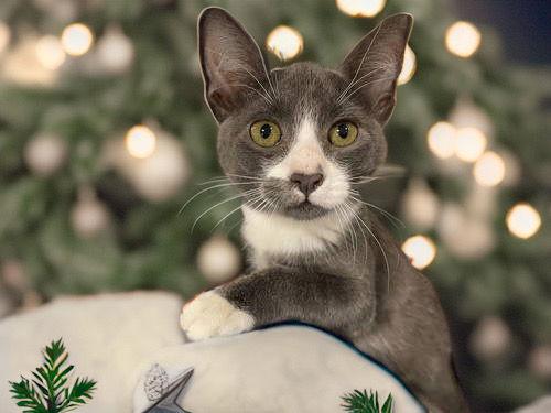 Andrea, a Adoptable Domestic Short Hair in Chandler, AZ image 1/2