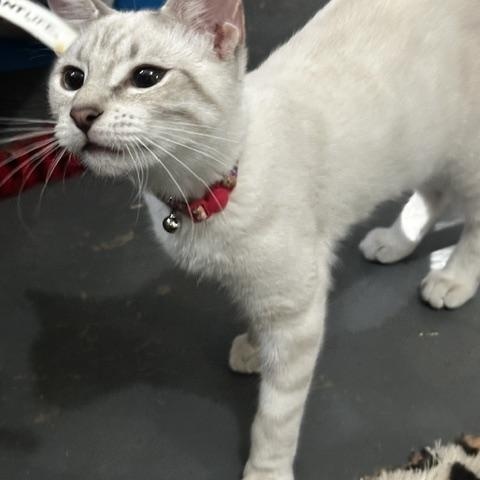 Enlarge Suai, a Adoptable mixed breed in Tahlequah, OK image 3/6