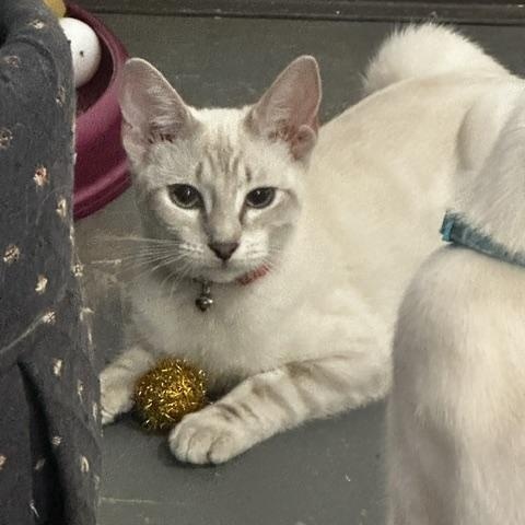 Suai, Adoptable, Young Female Siamese.