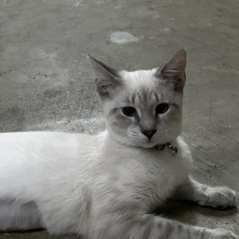 Suia, Adoptable, Young Female Siamese.