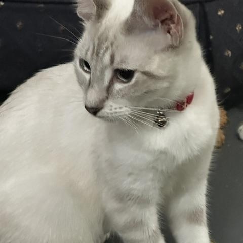 Enlarge Suai, a Adoptable mixed breed in Tahlequah, OK image 6/6