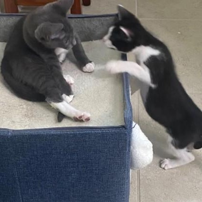 Enlarge Gidget and Grey Goose, a Adoptable Domestic Short Hair in Duette, FL image 1/4