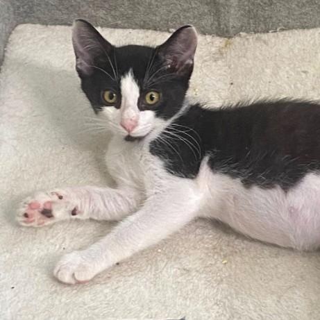 Enlarge Gidget and Grey Goose, a Adoptable Domestic Short Hair in Duette, FL image 3/4