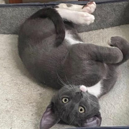 Enlarge Gidget and Grey Goose, a Adoptable Domestic Short Hair in Duette, FL image 4/4