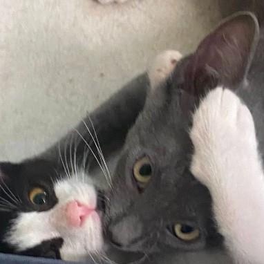 Enlarge Gidget and Grey Goose, a Adoptable Domestic Short Hair in Duette, FL image 2/4