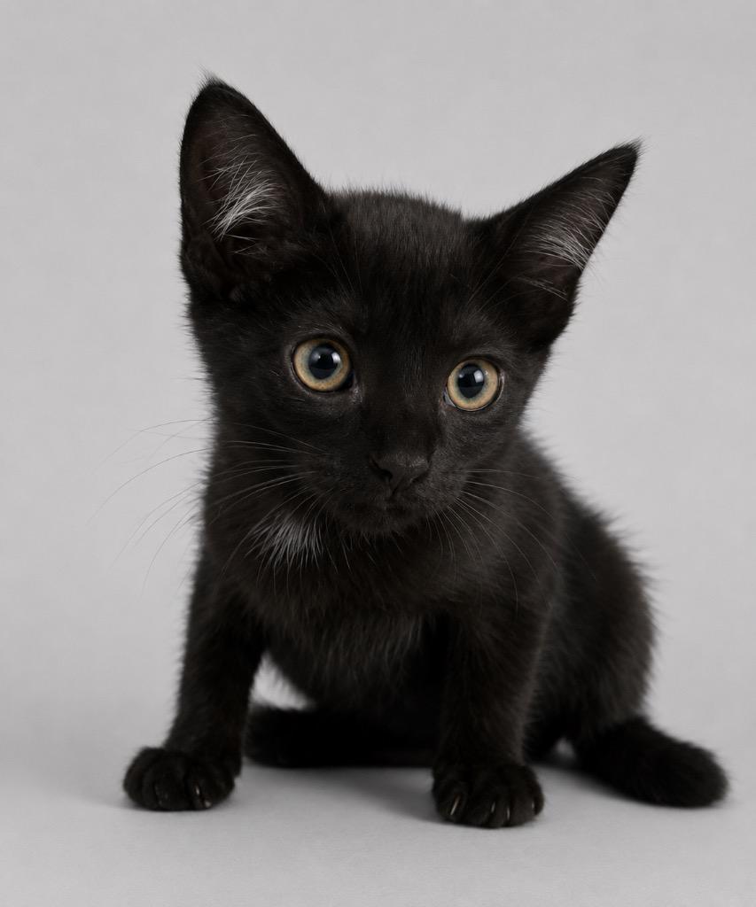 Enlarge Snack, a Adoptable mixed breed in Wauchula, FL image 1/1