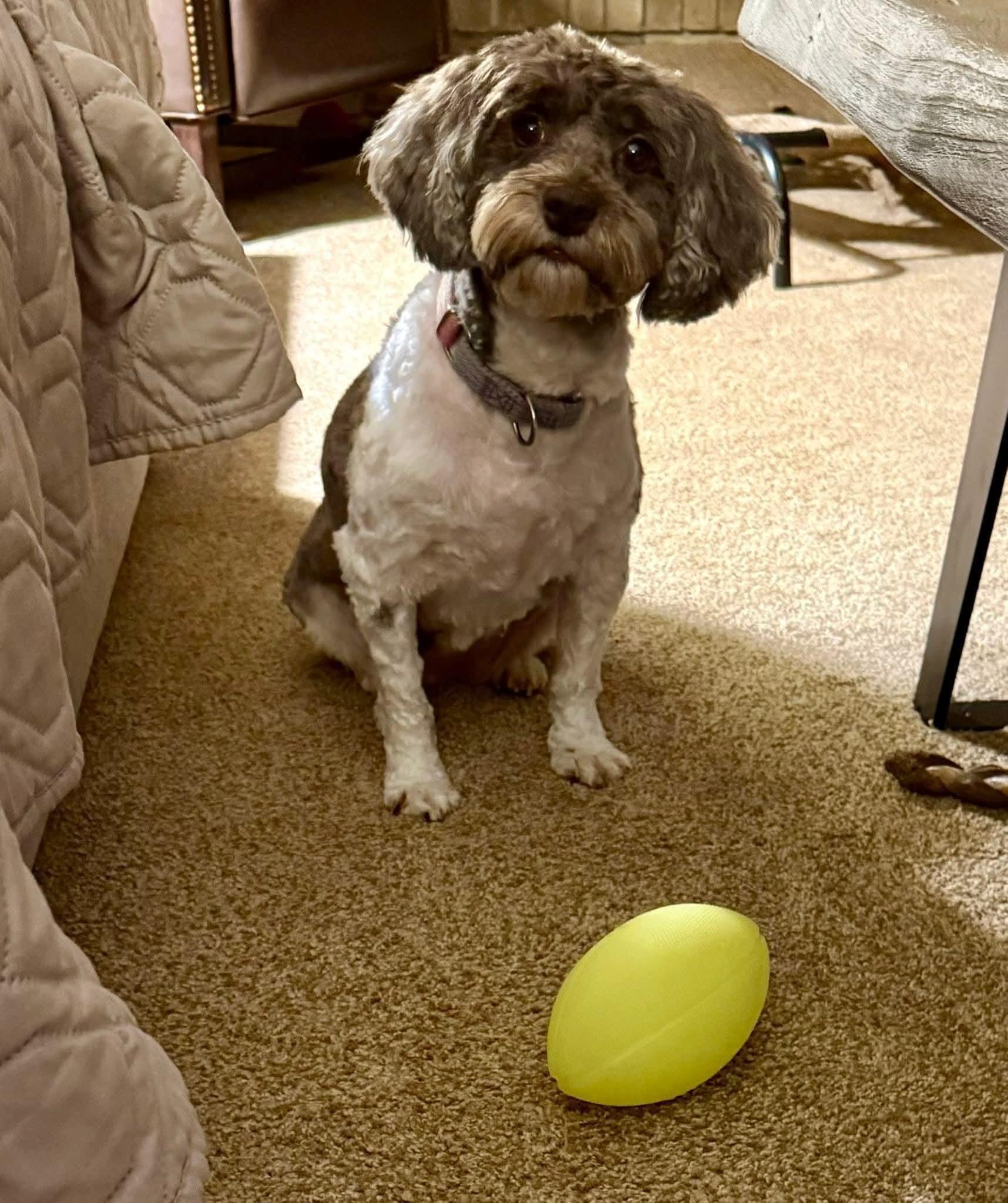Enlarge Kenzie, a ADOPTABLE Havanese in Decatur, IN image 1/1