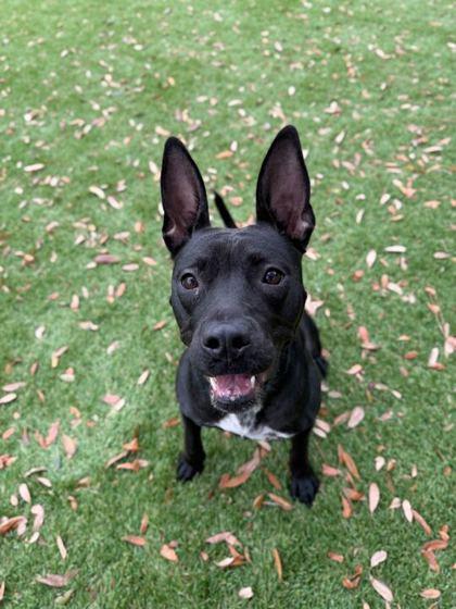 Chloe - 2, Adoptable, Young Female German Shepherd Dog & Labrador Retriever.