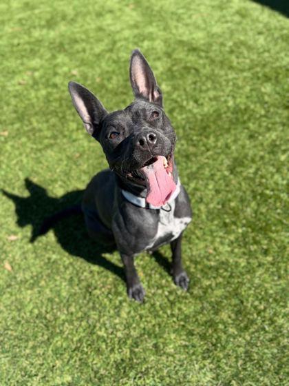 Chloe - 2, Adoptable, Young Female German Shepherd Dog & Labrador Retriever.