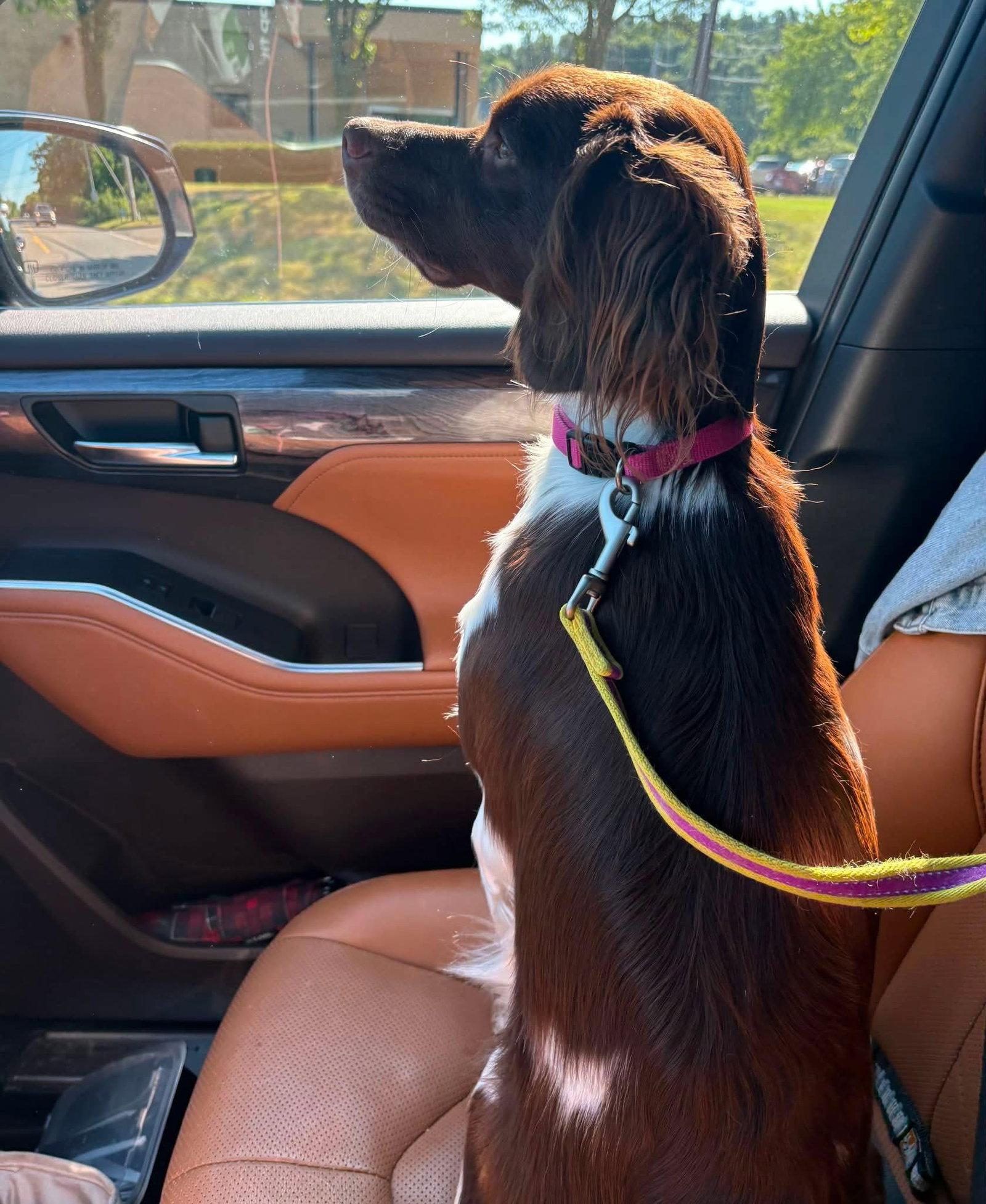 MI/Willow Bee, Adopted, Young Female Brittany Spaniel.