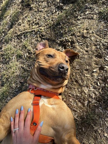 Fernando, Adoptable, Adult Male Mixed Breed.