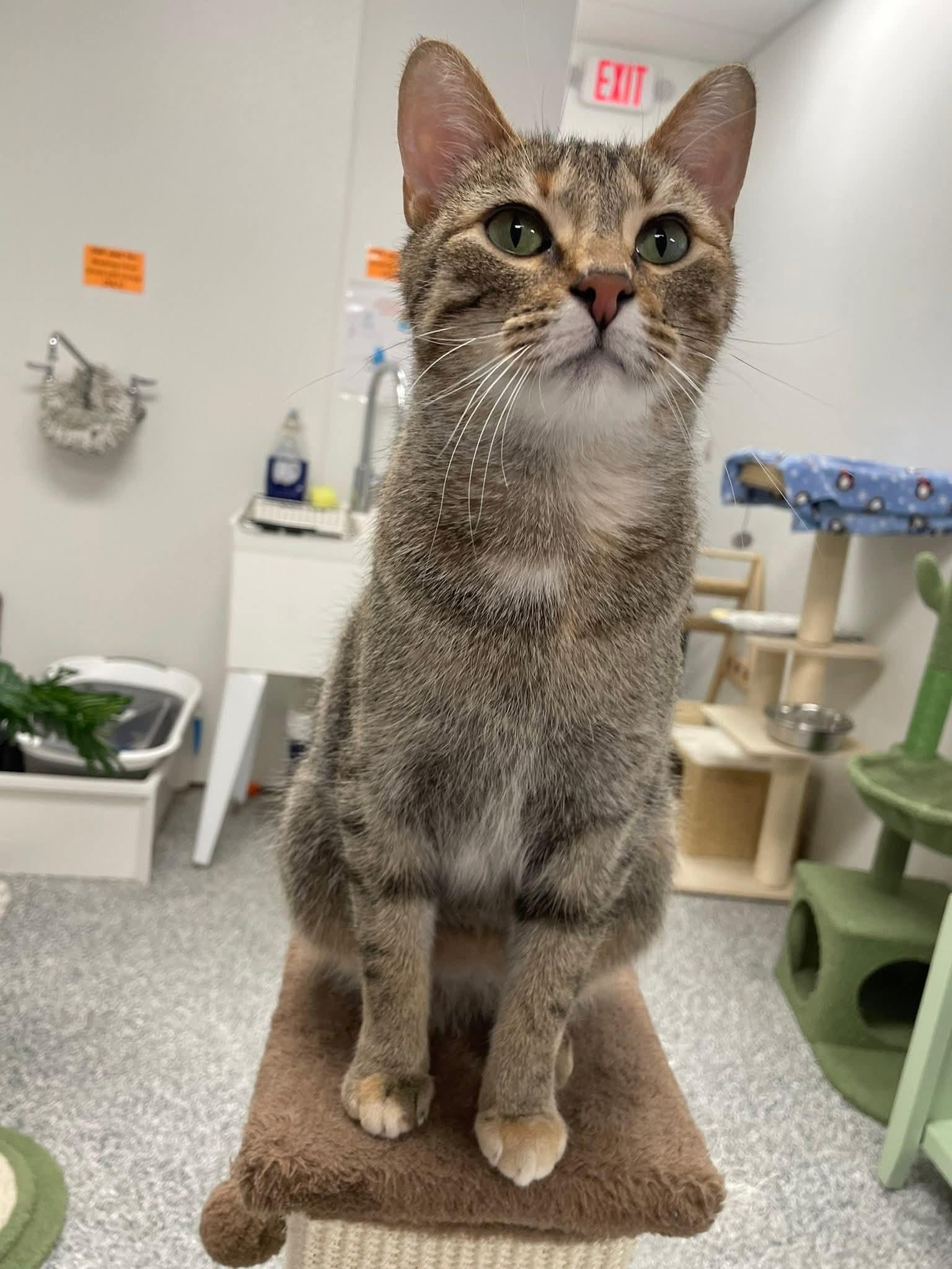 Neff , ADOPTABLE, Young Female Domestic Short Hair.