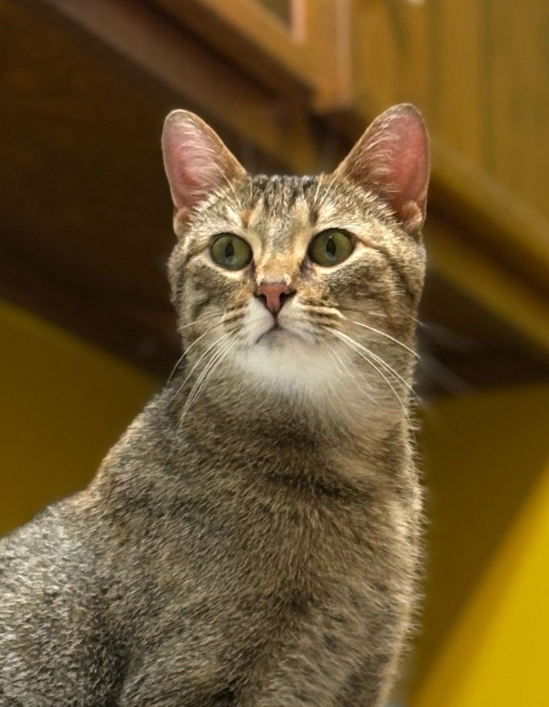 Neff — thumbnail 3