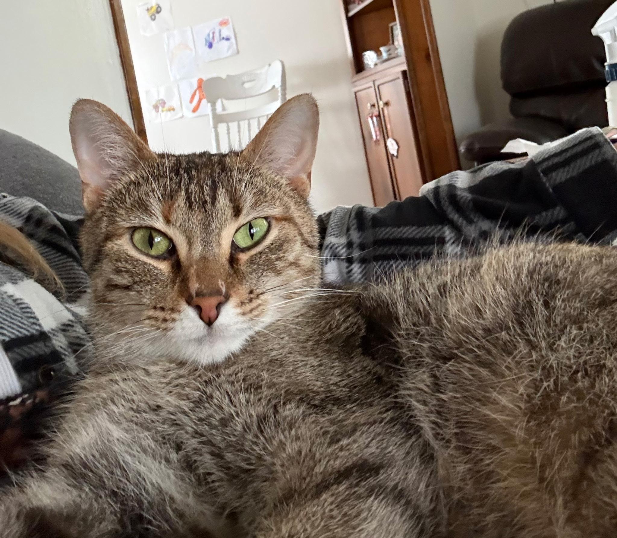 Neff — thumbnail 4