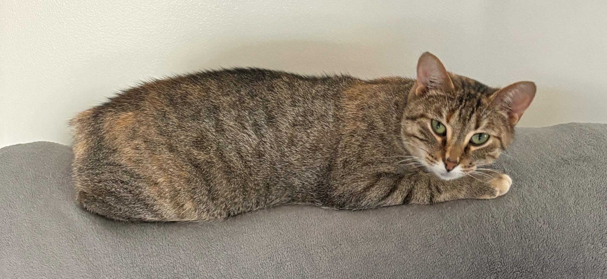 Neff — thumbnail 5